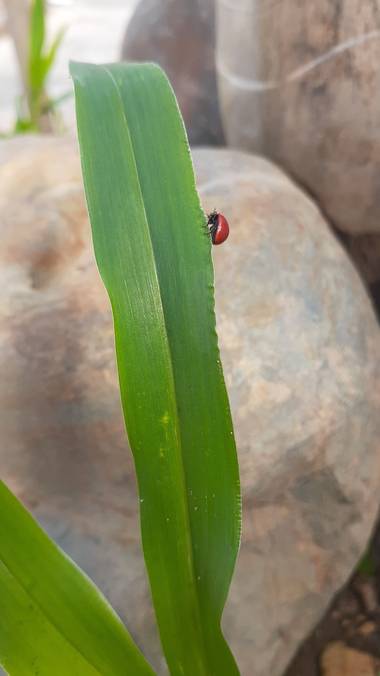 #adrimoreno en Hamelin: Fauna  (Cartago), Mariquita#roja#hoja#verde#naturaleza#adrimoreno@afrodita2081