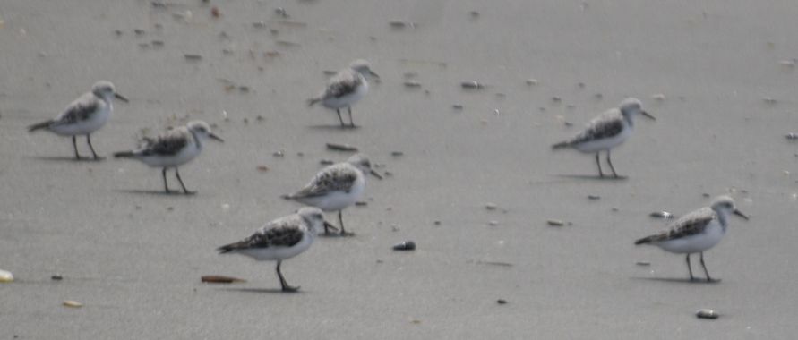 Solerantonio2 en Hamelin: Fauna  (El Pocico), Calidris alba (Pallas, 1764), Aves