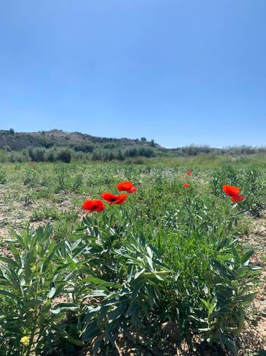 carogv1995 en Hamelin: Flora  (Campos del Río), #Amapola #murciaquehermosaeres #flora21