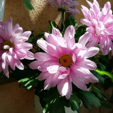 magali.alvarez.paleo en Hamelin: Flora  (Majadahonda), Callistephus chinensis, #flora21
