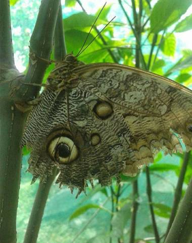 lywcava en Hamelin: Fauna 