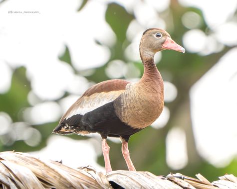 juanandrescardona01 en Hamelin: Fauna  (Sonson), Pato pisingo, fotografiado el 25 de diciembre del 2023 en Sonsón, Antioquia, Colombia 🇨🇴 
#pato #birding...