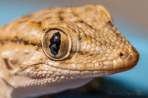Florentinoeugenio en Hamelin: Fauna  (Coslada), #salamanquesa 