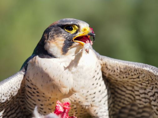 Nataliadiazgallego en Hamelin: Fauna  (Cádiz), Falco biarmicus Temminck, 1825, #ave #aves #wildlife #wild #wildbird #naturaleza #animal #animales  @hamelin...