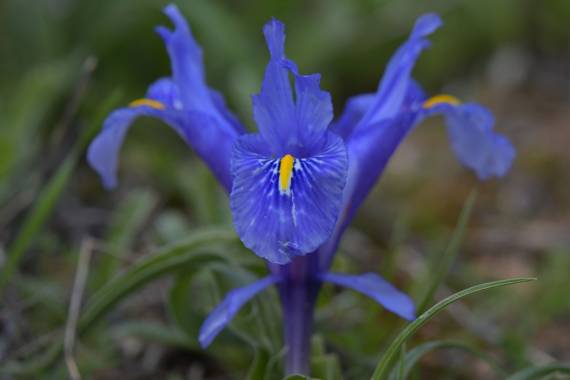 jjegeamoreno en Hamelin: Flora  (Torredonjimeno), Iris planifolia, No se que planta es....