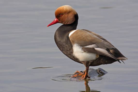 Ignicapillus en Hamelin: Fauna  (Castelló d'Empúries), Netta rufina (Pallas, 1773), Pato colorado

En Europa, el Pato colorado se halla distribuido de form...