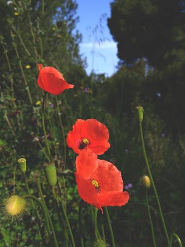 solecanale en Hamelin: Flora  (Santa Margalida), #flor #isla #mallorca #primavera