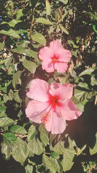 Solerantonio2 en Hamelin: Flora  (Calle Fray Juan de Portocarrero), Planta