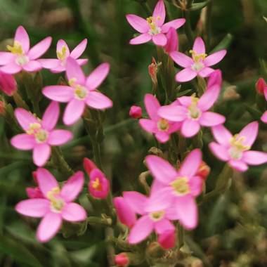 Vivi en Hamelin: Flora  (General Lavalle), Centaurium erythraea, #flora