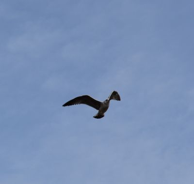 Solerantonio2 en Hamelin: Fauna  (Almería), Gaviota