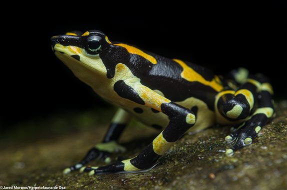 JaredMoreno59 en Hamelin: Fauna, El hermoso sapo harlequin, una especie lázaro que se está recuperando poco a poco. Todavía hay esperanza para esta y otra...
