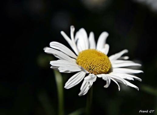 Frankgt48 en Hamelin: Flora  (La Lastrilla), #flora #jardines