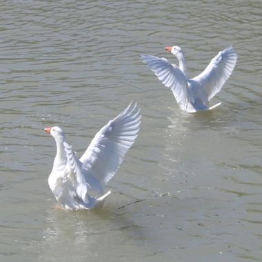 Oriaverde en Hamelin: Fauna  (Aranjuez), #oriaverde #naturaleza #avesacuaticas #biodiversidad #aranjuez #aves #observaciondeaves #nature #naturelovers #est...