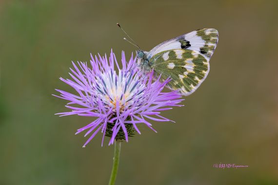 isidorogomez53 en Hamelin: Fauna  (Rubí)