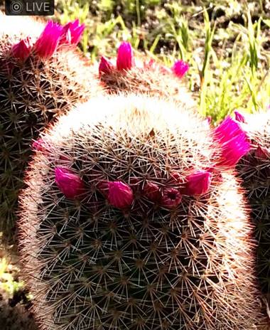 Juanatlantida82 en Hamelin: Flora, Mammillaria spinosissima, Flores 