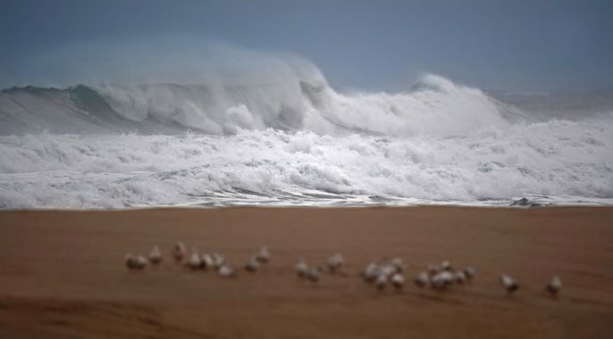 Ignicapillus en Hamelin: Paisaje  (Upper Empordà), Temporal en la bahía de Roses

En la primera semana de febrero (2023) hice una excursión ornitológica a ...
