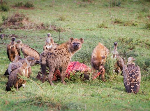 Mararuizasensio en Hamelin: Fauna  (Dodoma), #CumpleHamelin #fauna #tanzania #hienas #buitres 