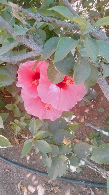 Solerantonio2 en Hamelin: Flora  (Calle Poeta Vicente Aleixandre), Planta