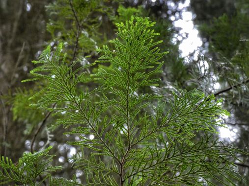 mariale en Hamelin: Flora  (Piloña), 📸 #marialemdza
viernes, 10/06/2022
💚 🌿🌳🌿💚 
#CumpleHamelin 
#Naturaleza #BellezaNatural #Asturias  #Montaña #tree...