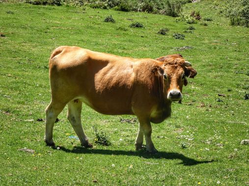 mariale en Hamelin: Fauna  (Caso), 📸 #marialemdza
💚 🌿🌸🌿💚
#CumpleHamelin
#Naturaleza #BellezaNatural #vacas #ganado #vaca 
#Asturias  #Montaña #forest...