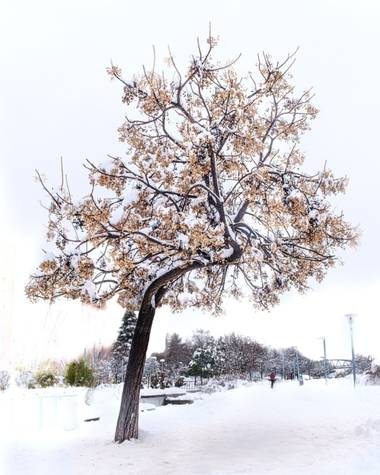 jd-jp en Hamelin: Paisaje  (Rivas-Vaciamadrid), #invierno20