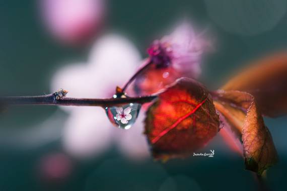 Juanan_garrido en Hamelin: Flora  (San Fernando de Henares), En Japón, la flor de cerezo también puede simbolizar la inocencia, la sencillez, la belleza de...