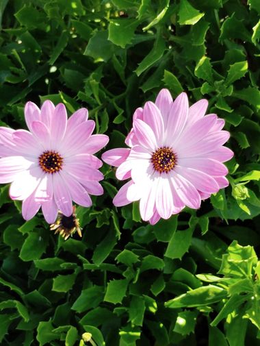 Solerantonio2 en Hamelin: Flora  (Avenida del Mediterráneo), Planta