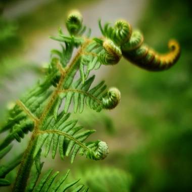 Cbayonl47 en Hamelin: Flora  (Ortigueira), Desarrollo de una hoja de helecho 
#flora21 
#focus_galicia 