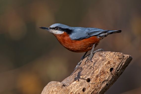 Ignicapillus en Hamelin: Fauna, Sitta cinnamoventris Blyth, 1842, Trepador ventricastaño

	Es un ave sedentaria que vive en diversos tipos de bosque e inc...