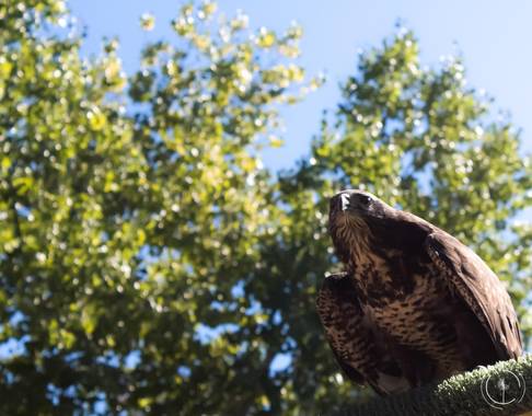 Conbyconv en Hamelin: Fauna  (Nuévalos), Buteo buteo (Linnaeus, 1758), #aves21 