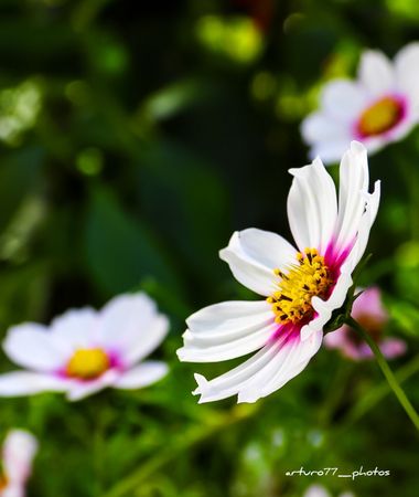 ARTURO  en Hamelin: Flora  (Gerona), #cosmos 