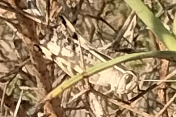 Solerantonio2 en Hamelin: Fauna  (La Marina), Langosta voladora