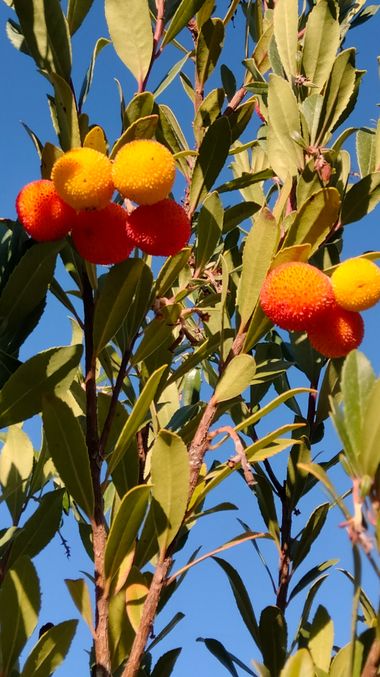 Solerantonio2 en Hamelin: Flora  (Jumilla), Modroño