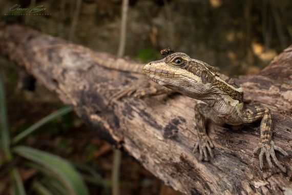 Omar Carax en Hamelin: Fauna, #lizard #herpetologia #lagartija 