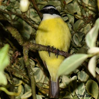 Davidlunateran en Hamelin: Fauna  (Mocoa), Pitangus sulphuratus (Linnaeus, 1766), #hamelin #colombia #fotodeldia #photography #