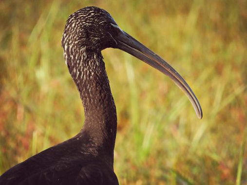Georginaag en Hamelin: Fauna  (Sant Pere Pescador), Plegadis falcinellus (Linnaeus, 1766), #fauna #moritos 