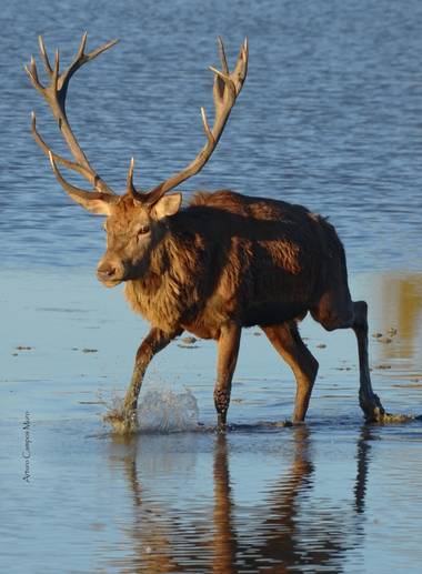 Arturo.camposmuro en Hamelin: Fauna  (Vitoria), Cervus elaphus Linnaeus, 1758, #cervus #cervuselaphus #reddeer #ciervorojo #ciervocomun #deer #ciervo #vena...