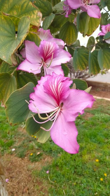 Solerantonio2 en Hamelin: Flora  (Avenida Padre Méndez), Planta