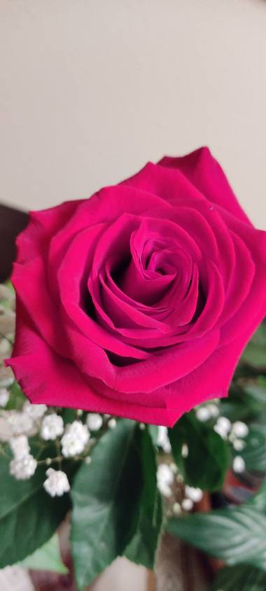 Elmaff en Hamelin: Flora, Rosa chinensis