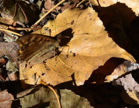 Solerantonio2 en Hamelin: Fauna  (Almería), Mariposa