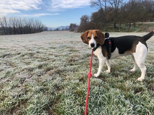 Delavega.noemi en Hamelin: Fauna  (Sant Pere de Torelló), #Invierno20.