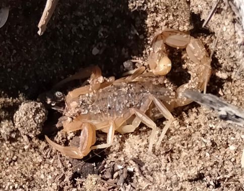 Solerantonio2 en Hamelin: Fauna  (Níjar), Escorpión amarillo