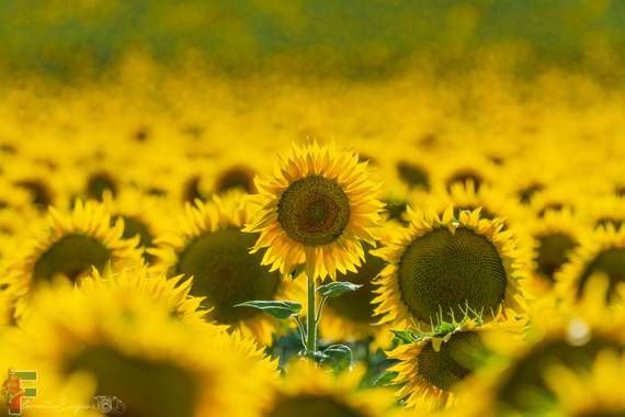Florentinoeugenio en Hamelin: Paisaje  (Brihuega), #girasoles 