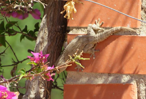 Solerantonio2 en Hamelin: Fauna  (Almería), Reptil
