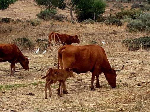 Miguelacuario36 en Hamelin: Fauna  (Algeciras), Ternero o ternura???😍