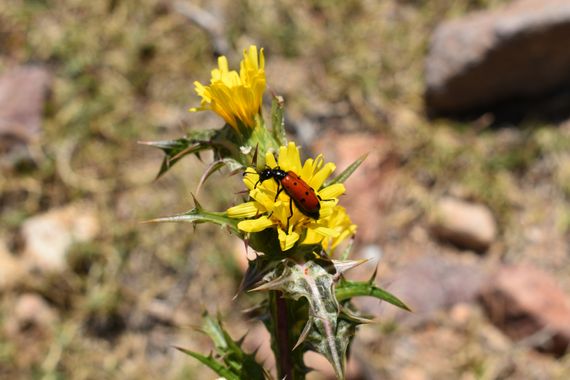 Solerantonio2 en Hamelin: Fauna  (Níjar), Insecto