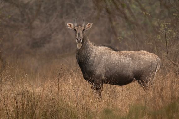 Ignicapillus en Hamelin: Fauna  (SH15A), Boselaphus tragocamellus, Aquí comienza la selección de fotos que he hecho para ilustrar mi viaje ornitológico al ...