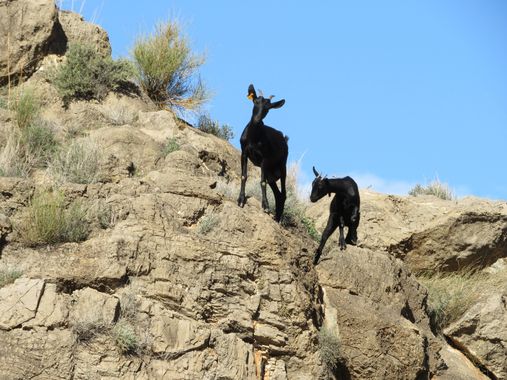 Solerantonio2 en Hamelin: Fauna  (Vícar), Cabras domesticas