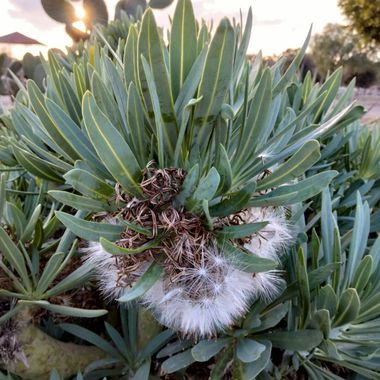 Solerantonio2 en Hamelin: Flora  (Almería), Planta 