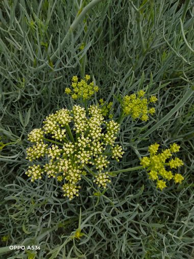 Solerantonio2 en Hamelin: Flora  (Almería), Crithmum maritimum, Planta